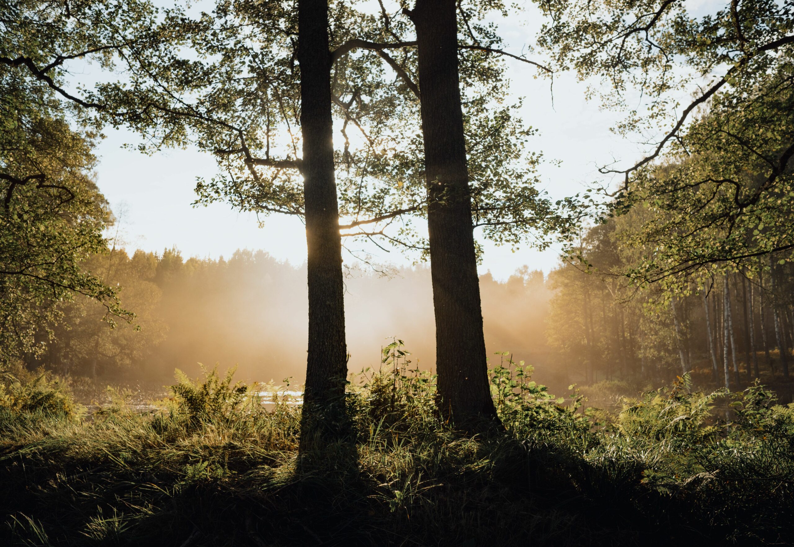 Forêt au petit matin, rayons de soleil à travers la brume